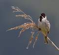 Reed Bunting